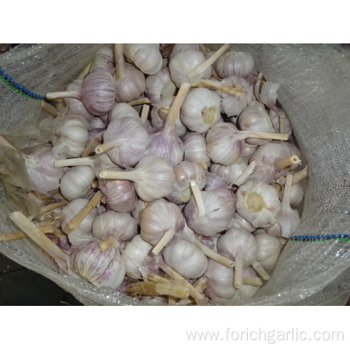 Regular White Garlic Best Quality